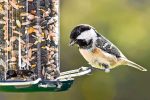 Bird Feeding Tips