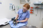 Urban Pet Risks in Dubai: Heatstroke, Paws, Sand & Dehydration...